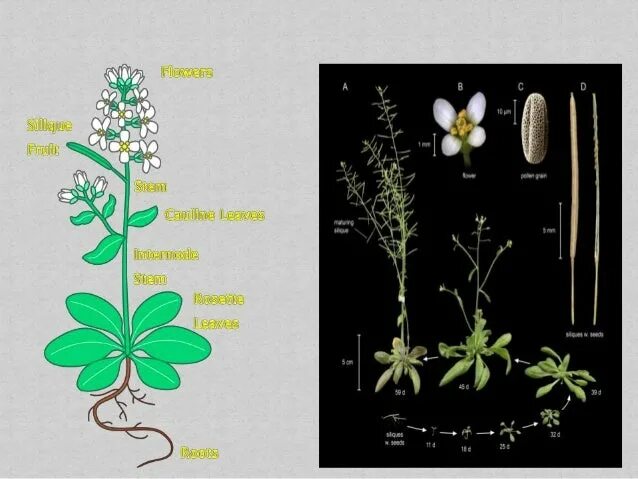 Представим что arabidopsis основной модельный растительный объект. Arabidopsis thaliana тип трихом. Арабидопсис таля. Генома arabidopsis thaliana. Резушка таля (arabidopsis thaliana).