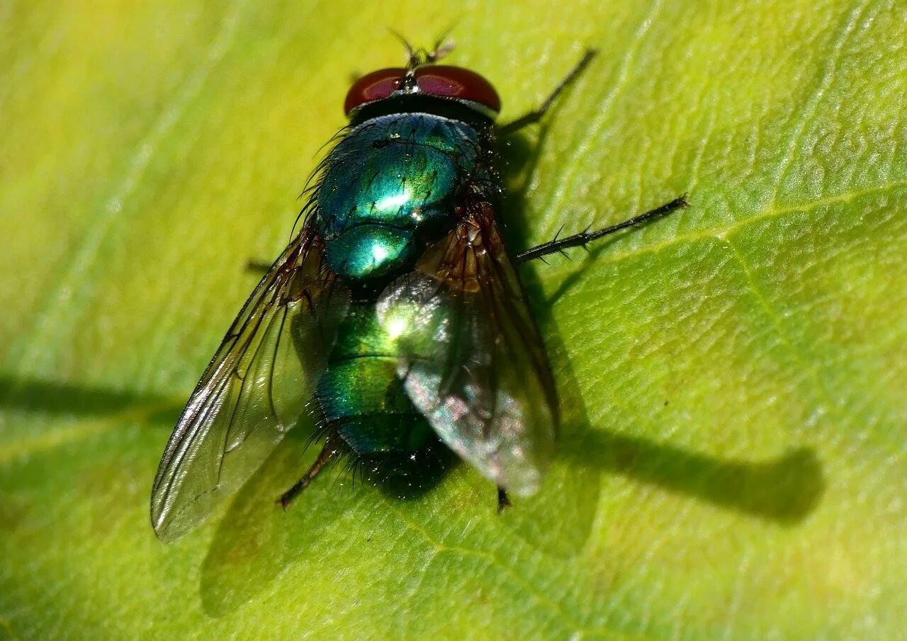 Fly green. Зеленая Муха Люцилия. Муха навозная зеленая. Изумрудная Муха. Муха синяя мясная (Calliphora uralensis).