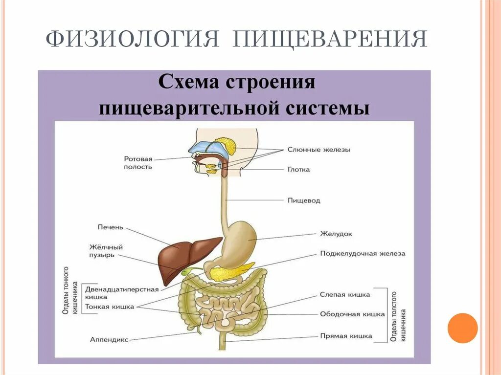 Строение человека система органов. Строение органов пищеварительной системы человека. Общий план пищеварительной системы анатомия. Органы пищеварительной системы схема. Система органов пищеварения схема.