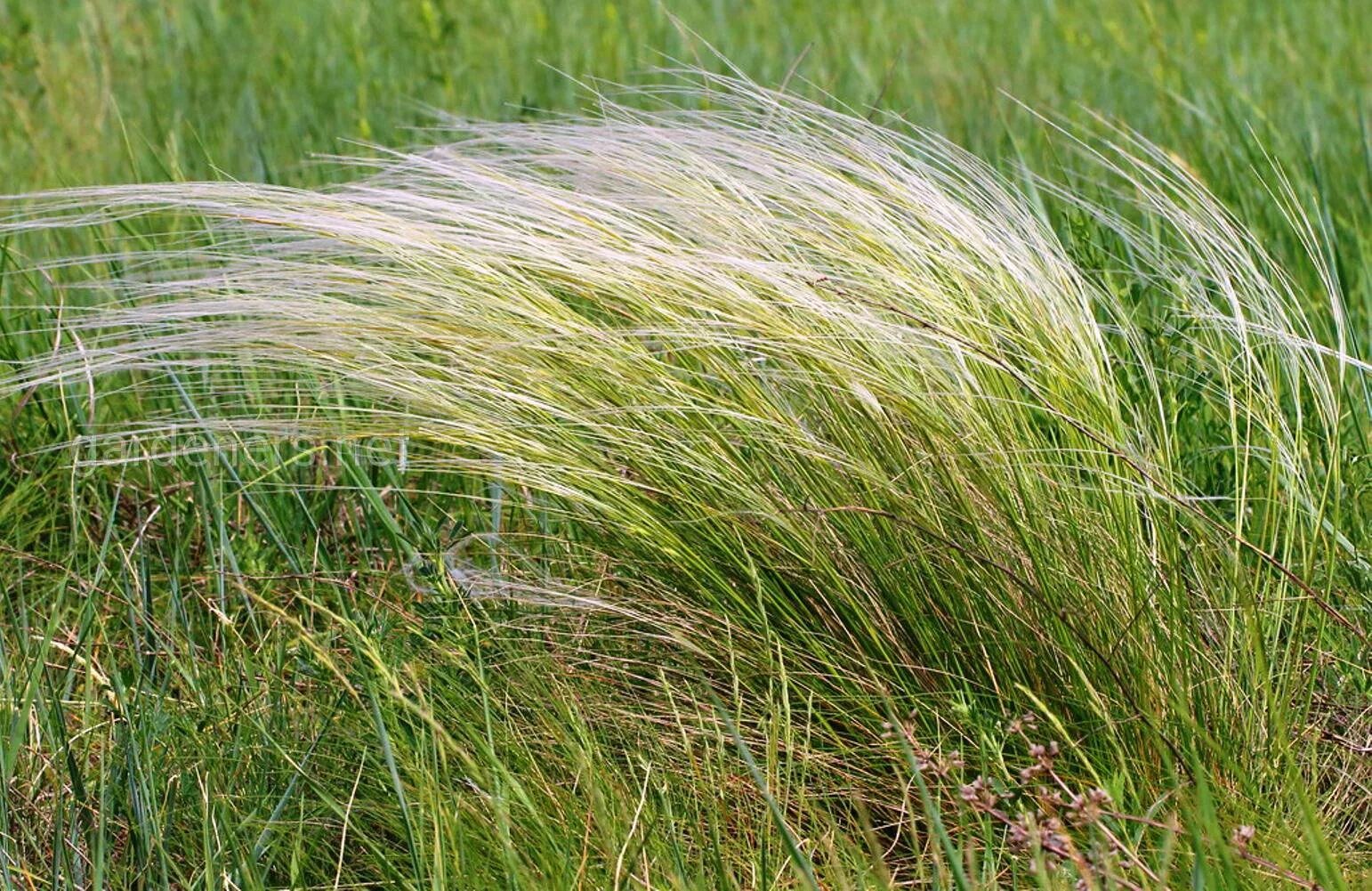 Ковыль почва. Ковыль трава Степная. Ковыль (Stipa). Ковыль Лессинга. Ковыль Дальневосточный.