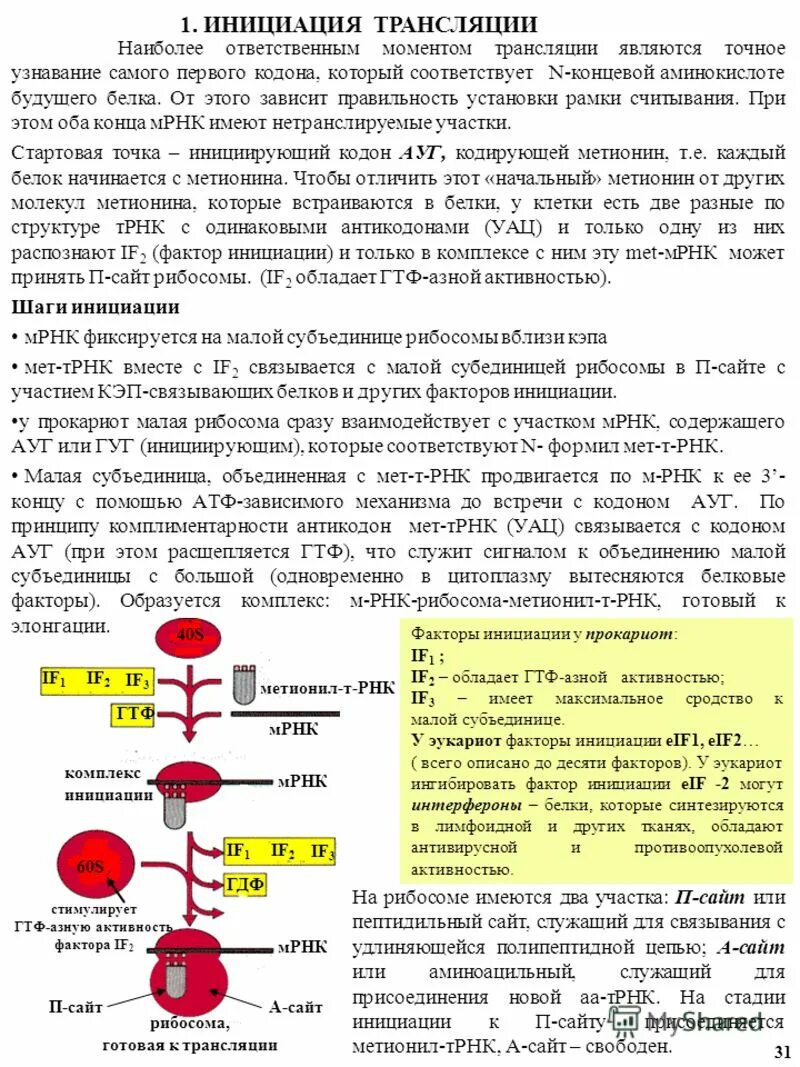 Трансляция у прокариот и эукариот. Инициация трансляции у эукариот. Факторы терминации трансляции у эукариот. Инициация трансляции схема. Этапы инициации трансляции