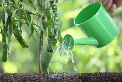 I was watering the plants