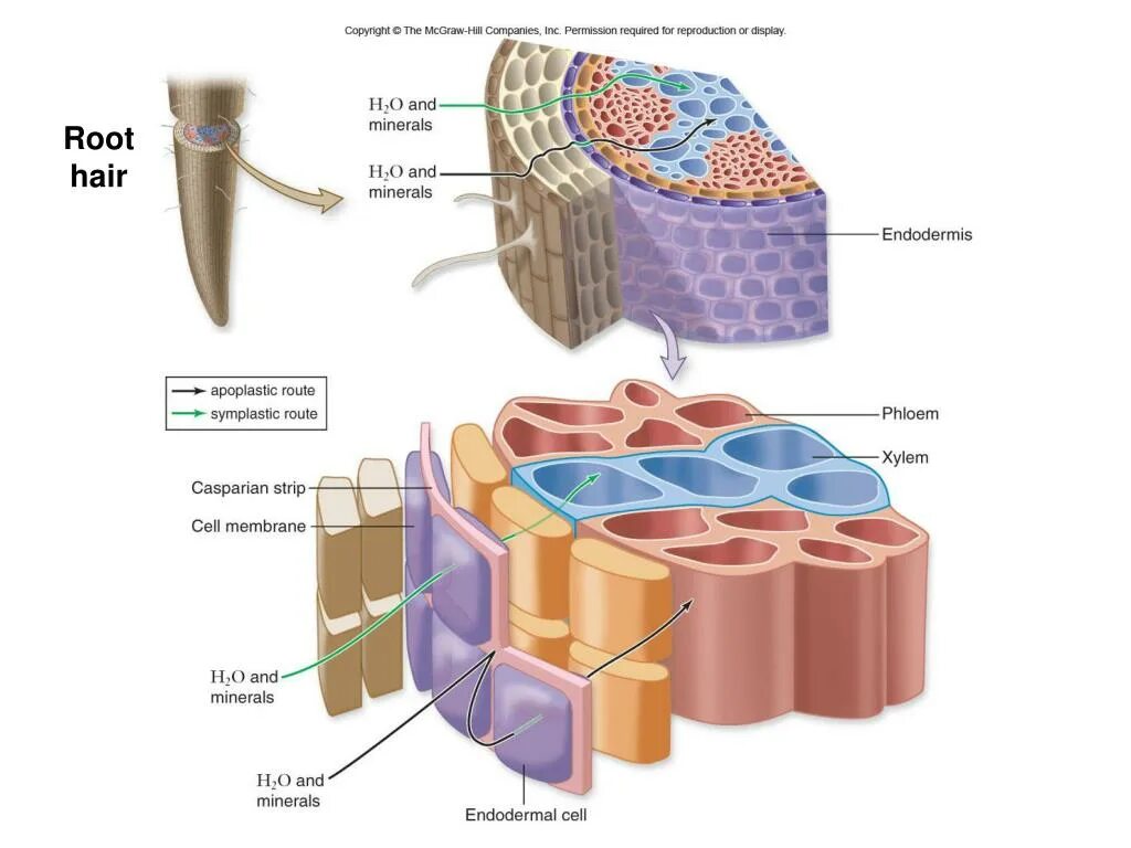 Флоэма эндодермис. Плазмодесмы и флоэмный транспорт. Apoplastic. Casparian Cells. Флоэма транспорт