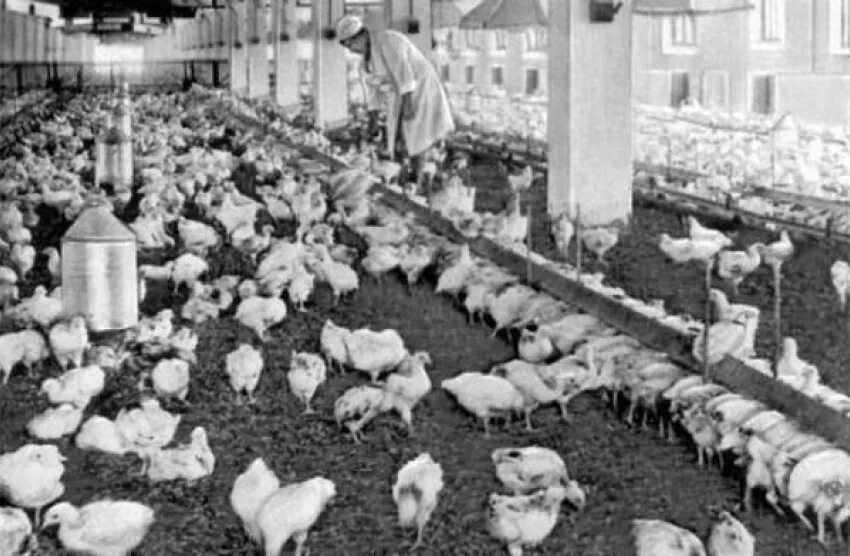 На колхозной птицеферме. Птицеферма ссср. Ансамбль птицеферма. Птицеферма ссср. Эдгар хант (edgar hunt)(1876—1955).