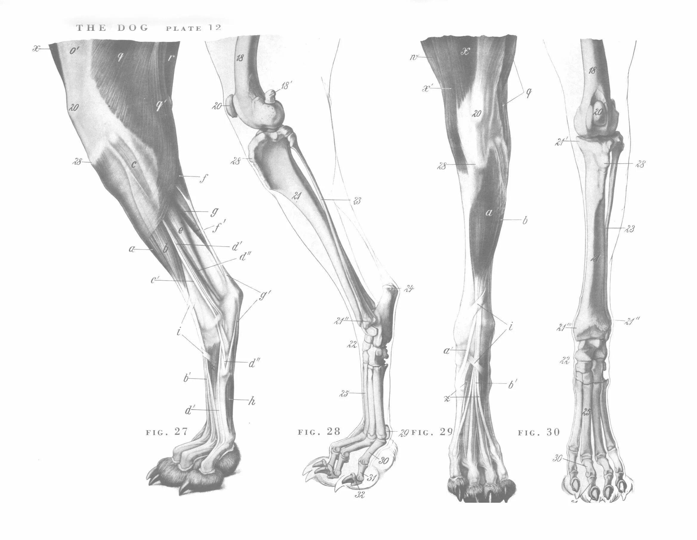 Анатомия лапы собаки референс. Строение пясти собаки. Анатомия конечности собаки. Кости задней лапы собаки.