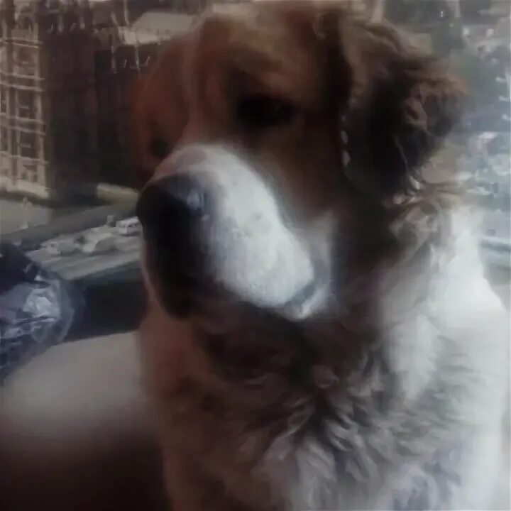 Далматин доски гарти. Щенки ирбит. Щенки ирбит. Животные ирбит. Ротвейлер в снегу.