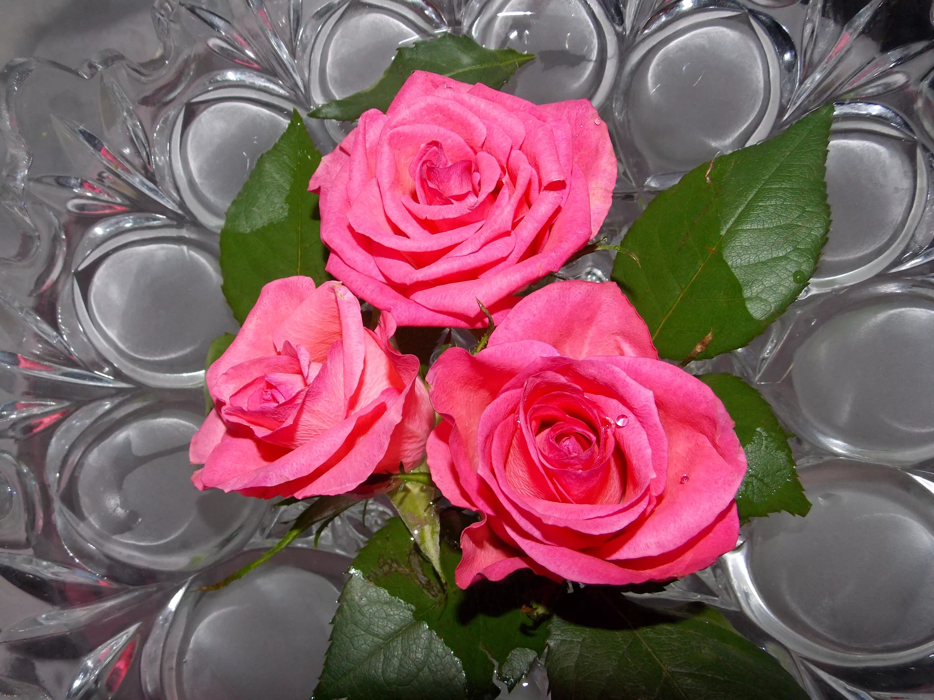 Красивые розы. Красивые три розочки. Розовые розы. Сделать 2 фото розы