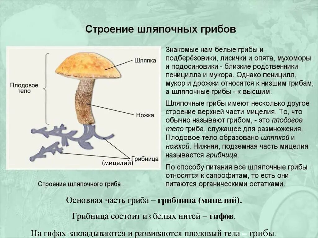 Строение грибов 5 класс биология. Грибы строение шляпочных грибов. Конспект по биологии 5 класса характеристика царства грибов. Шляпочные грибы особенности.