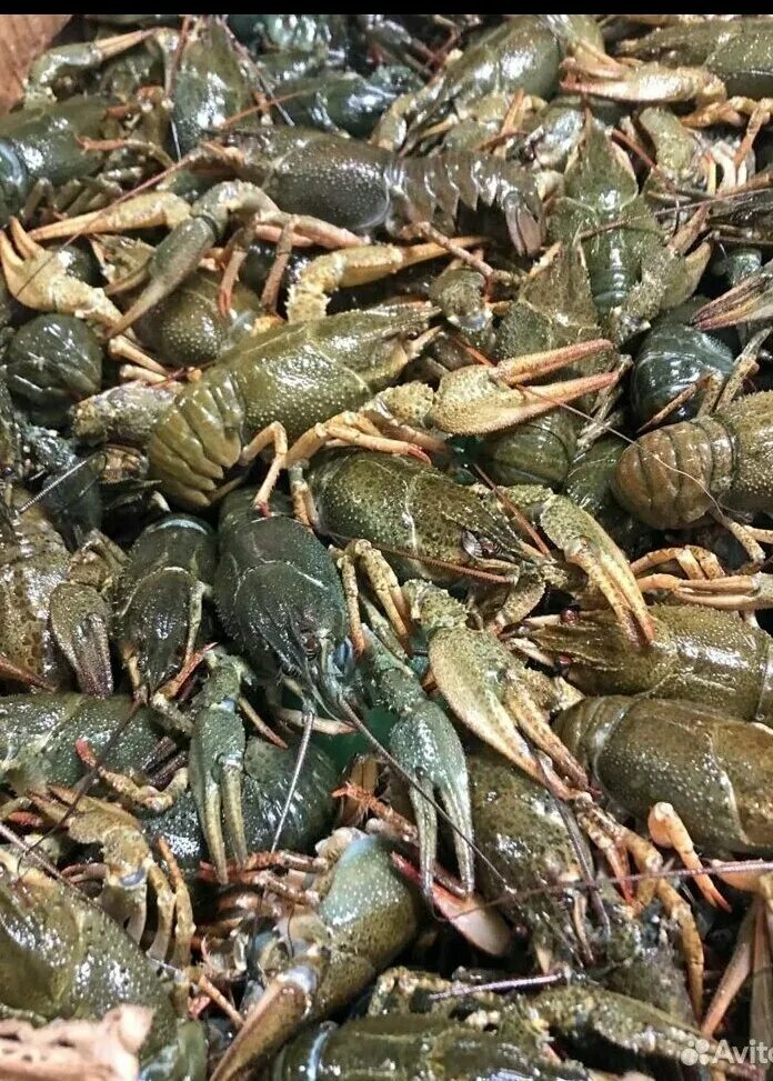 Мир раков СПб, рыба и морепродукты, Санкт-Петербург, исторический район Старая Д