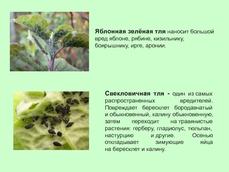 Вредные растения. Вредные растения сорняки. Растения в природе названия. Растения наносящие вред. Какие бывают растения.