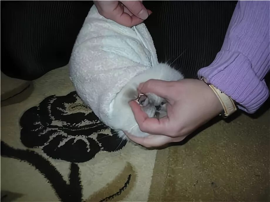 Ставить свечку животным. Свечи ихтиоловые для котов. Измерить температуру у собаки. Собака с градусником. Ставить свечку животным.