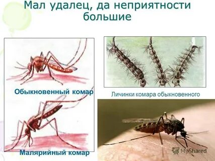 Малярийный комар и обычный отличия