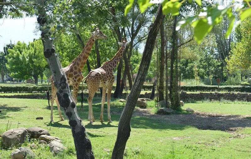 Местный зоопарк. Bursa Zoo. Зоопарк в Бурсе. Животный в зоопарке Бурсы. Gaziantep Zoo.