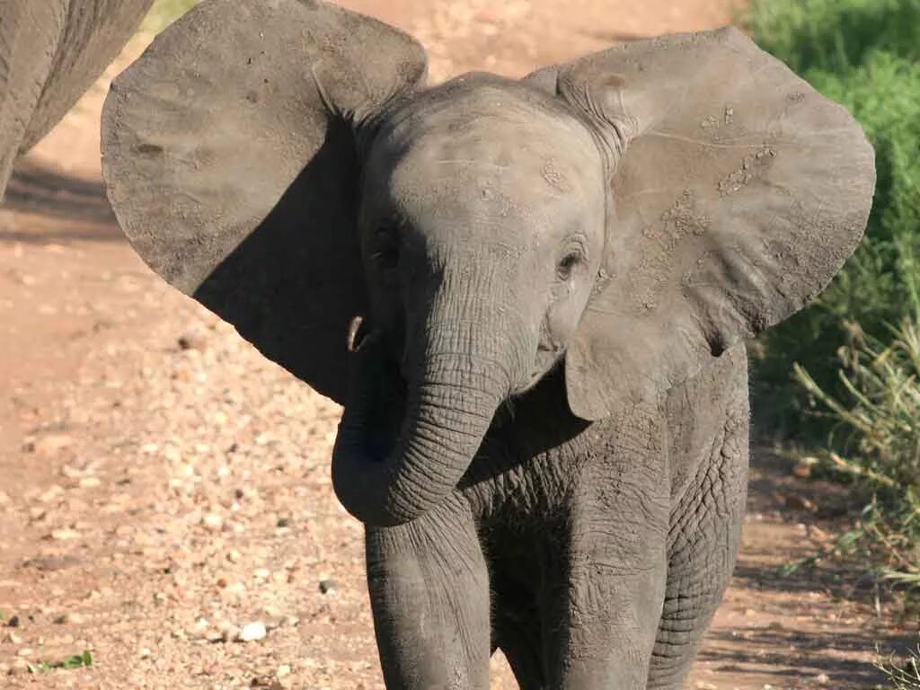 Funny elephant. Слон задом.