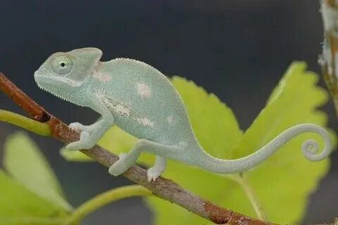 Похожее на хамелеона