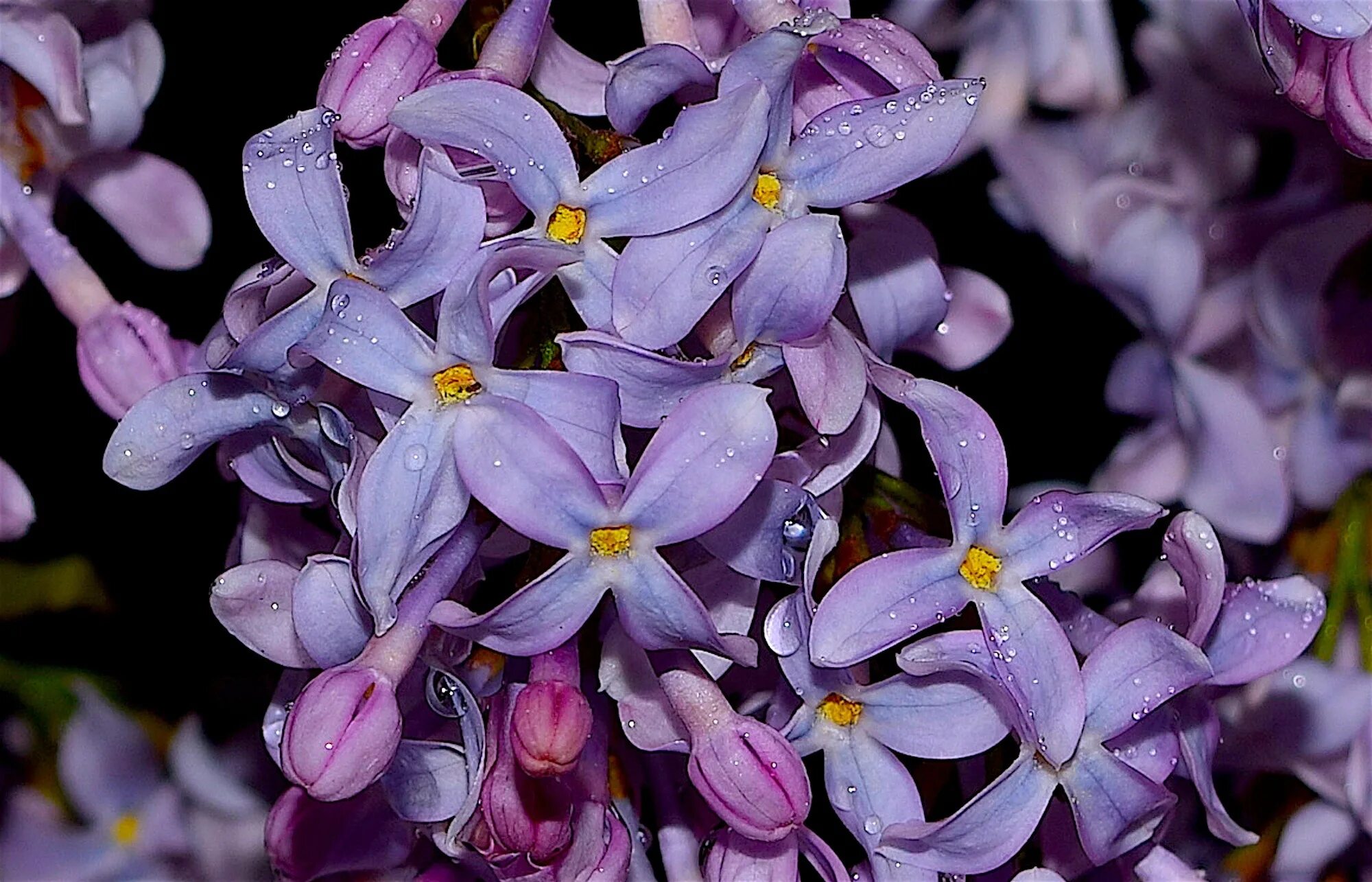 Как называется сиреноголовый. Фиолетовый сиреноголовый. Сирень в росе. Сиреноголовый цветок. Цветы в росе.