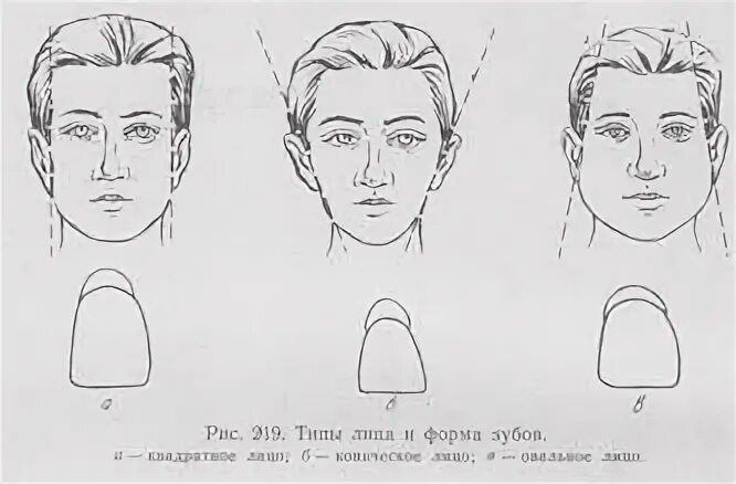 Формы голов. Типы лица и формы зубов. типы формы головы. конусообразная форма лица. угловатая форма головы.