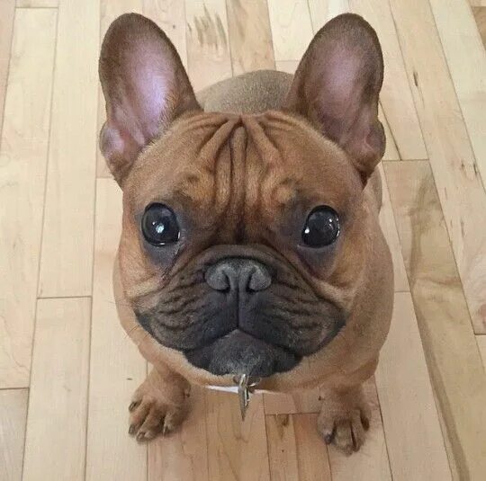 Французский бульдог слюни текут. Французский бульдог слюни текут. Слюнявый французский французский бульдог. Смешные собаки. Английский бульдог слюни.