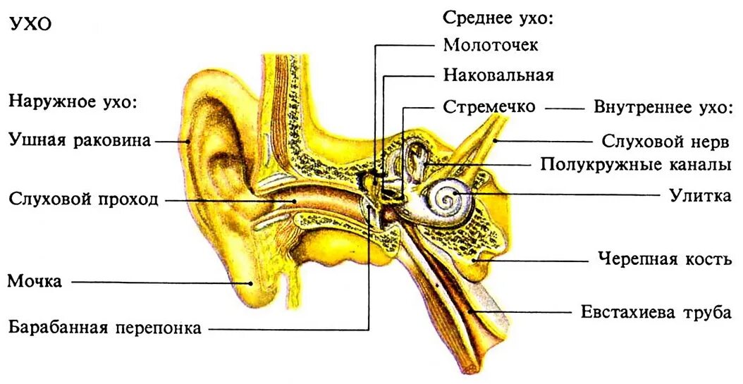 Среднее ухо молоточек наковальня и стремечко. Строение молоточка уха. Слуховые косточки среднего уха. В среднем ухе расположены 3