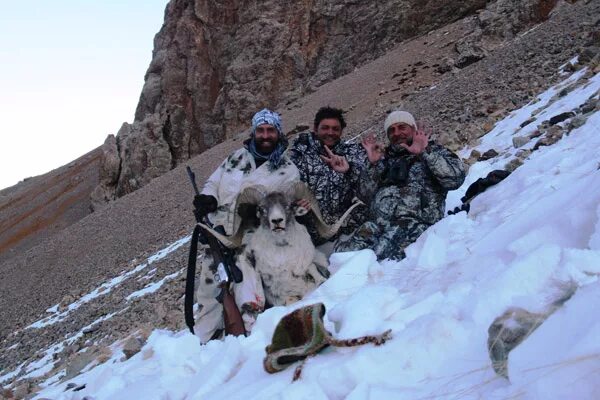 Охота на Марко поло в Таджикистане. Горная охота в Таджикистане. Баран Марко поло в Таджикистан. Охота на горных Баранов Памира.