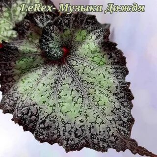 Бегония лерекс