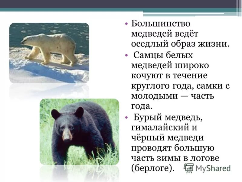 Бурый медведь проект 2 класс Проект "Бурый медведь" 3 класс презентация, доклад