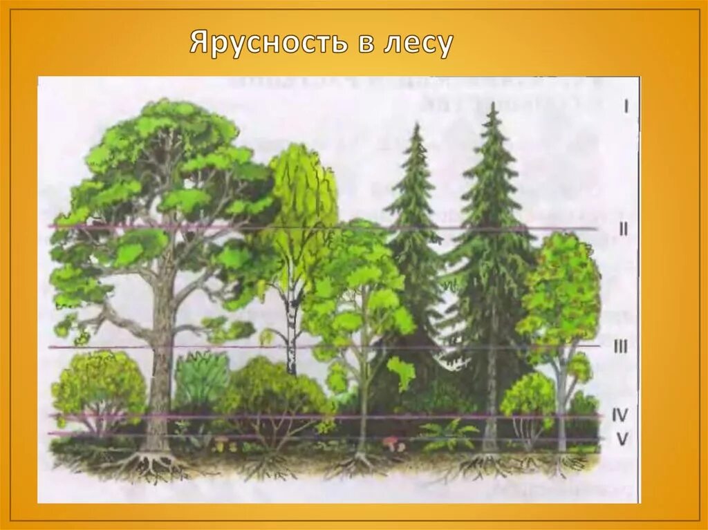 Этажи леса ярусность в лесу. Ярусность широколиственного леса. Ярусность лесного фитоценоза. Ярусность в широколиственном лесу. Растения 4 яруса леса