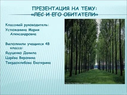 Лес презентация 3 класс