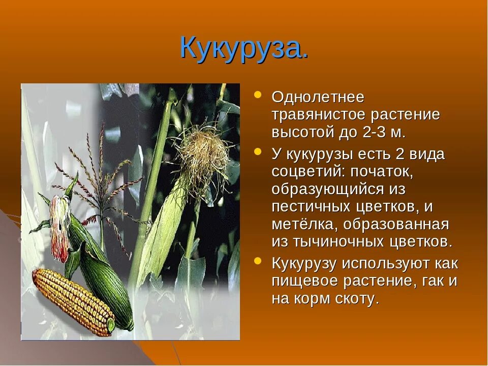 Кукуруза доклад 3 класс. Кукуруза культурное растение. Презентация на тему кукуруза. Сообщение о культурном растении. Описание культурного растения.