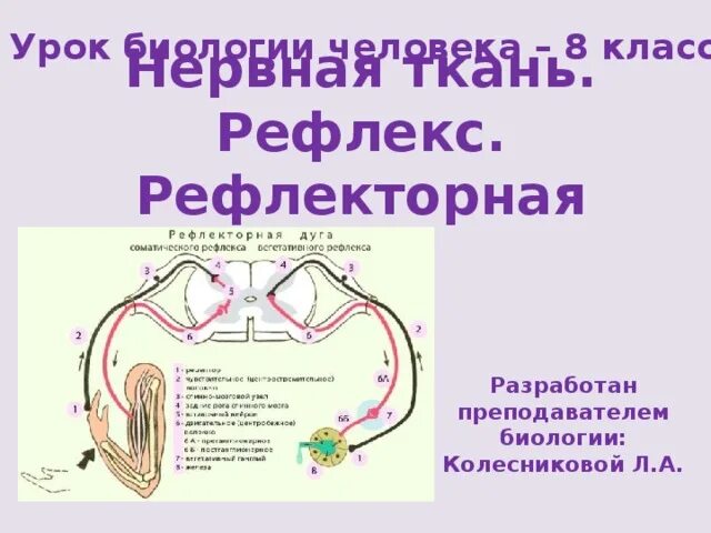 Рефлекторная регуляция 8 класс биология. Нервная регуляция рефлекс рефлекторная дуга. Рефлекс (биология). Нервная ткань. Рефлекторная регуляция.