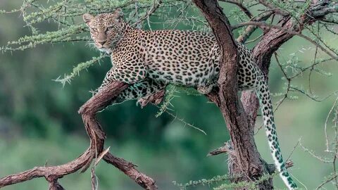 Кошачий хищник сканворд