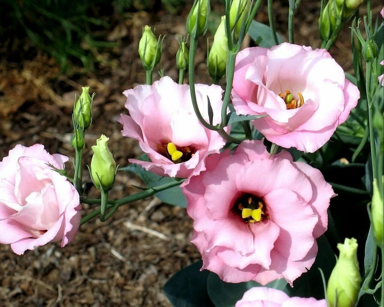 Почему не растет эустома. Эустома (Lisianthus). Лизиантус Рассела. Эустома лизиантус Рассела. Эустома высокорослая.