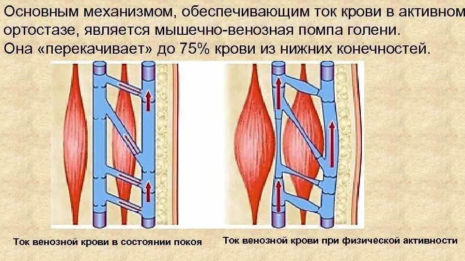 Венозная кровь наблюдается в. Мышечно-венозная помпа нижней конечности. Мышечно-венозная помпа механизм. Механизмы движения крови в венах. Мышечно венозная помпа голени.