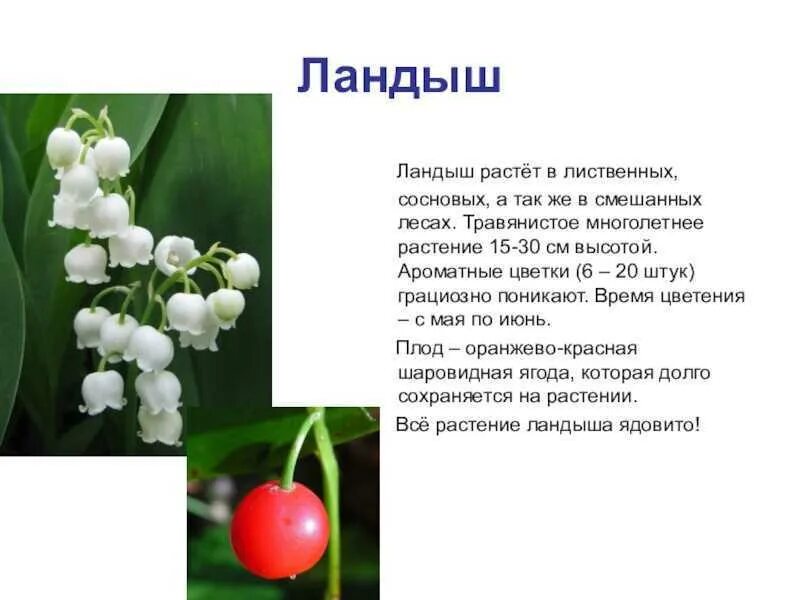 Сообщение о растении 1 класс окружающий мир. Сообщение о ландыше 2 класс. сообщение о ландыше 3 класс.