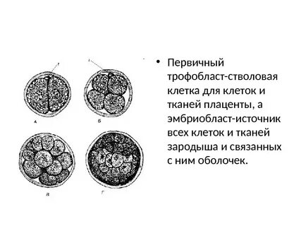 Первичные клетки