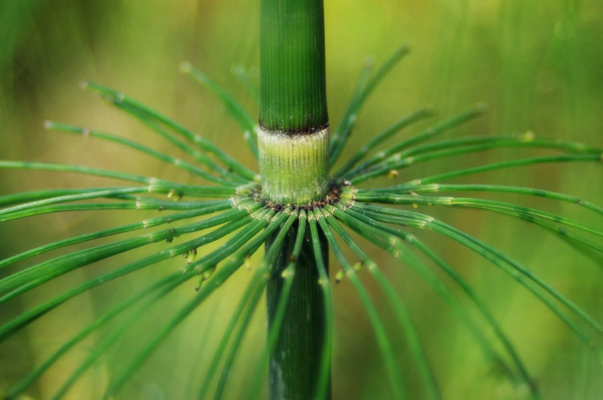 Хвощ (Equisetum). Стебель хвоща полевого. Хвощ полевой - Equisétum arvénse. Equisetophyta - Хвощевидные.