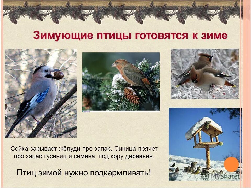 Где обитают птицы 1 класс. Зимующие птицы. птицы готовятся к зиме. как зимуют птицы. приспособления зимующих птиц.