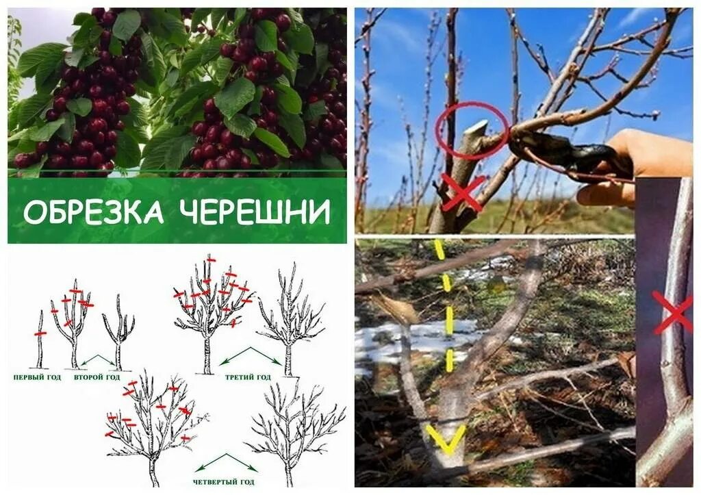 Как обрезать черешню весной 3 года правильно. Обрезка вишни и черешни весной. формируем черешню обрезка. обрезка вишни черешни осенью. обрезка черешни весной 3 года.