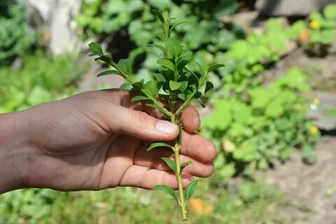 Маленькие саженцы