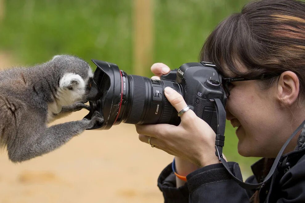 Фотограф и животные. Фотограф в зоопарке. Фотографы с животными. Фотограф фотографирует животных.