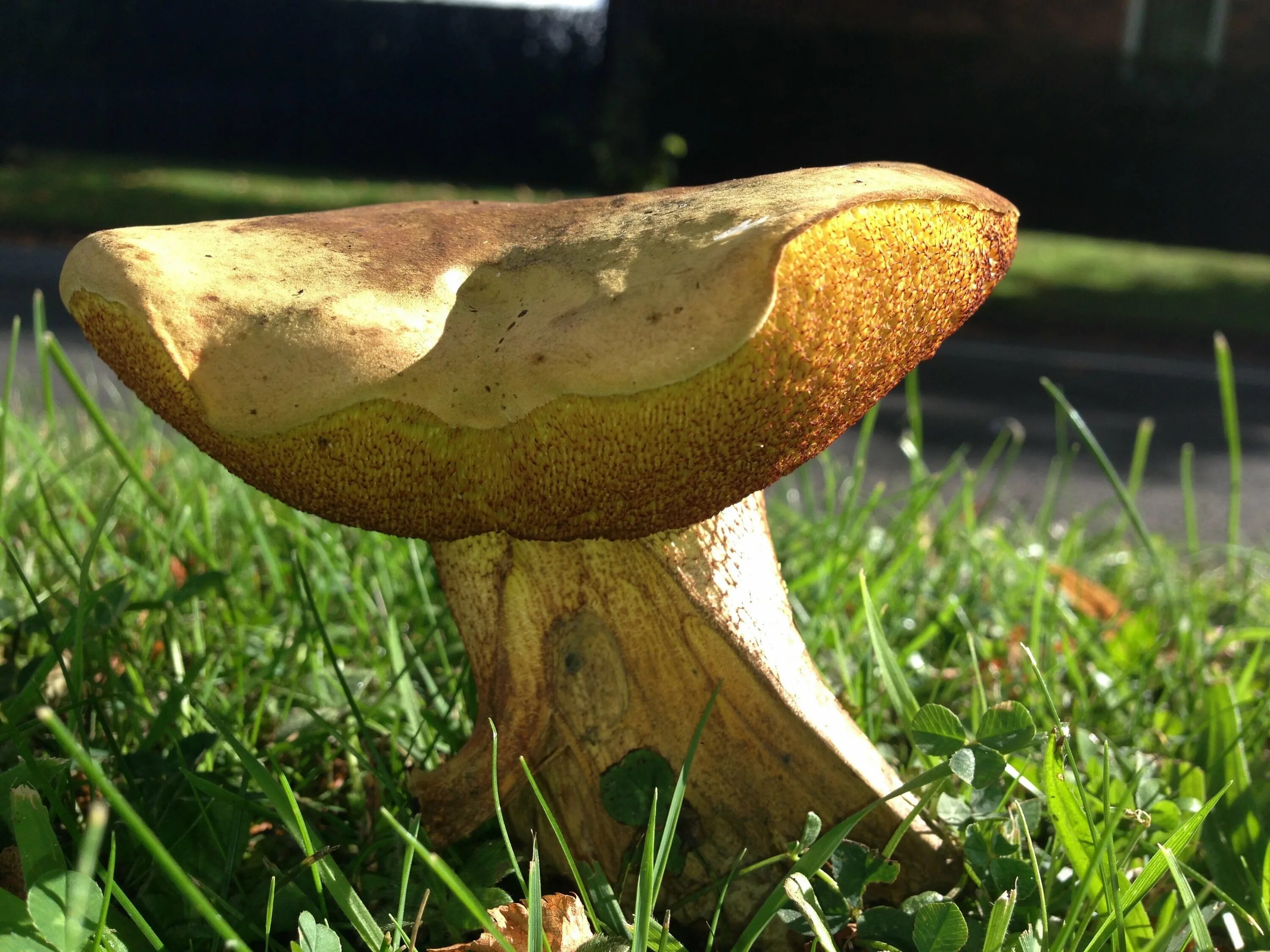 Млечник сиреневый. Шляпочные пластинчатые грибы съедобные. Трубчатый гриб моховик. Трубчатый гриб моховик. Гриб моховик ложный сатанинский.