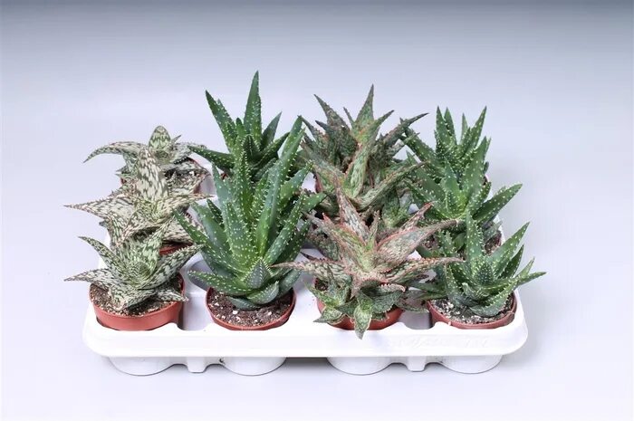 Алоэ микс Aloe mix 7/5,5 - комнатное растение купить в интернет-магазине с доста