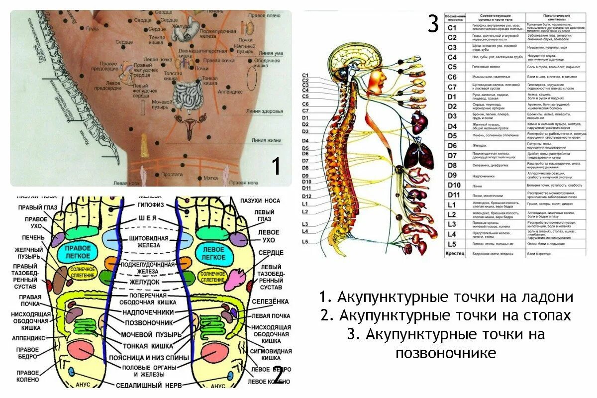 Акупунктурные точки по областям (картинки) -Дополнительные материалы- Электропун