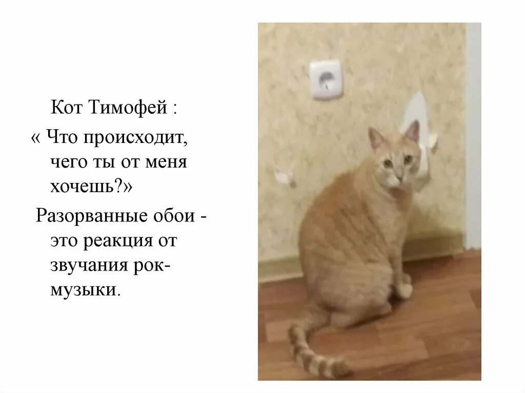 Коту тимофею не меньше десяти лет воздух