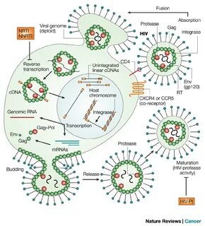 Human immunodeficiency virus 1 р24 аг