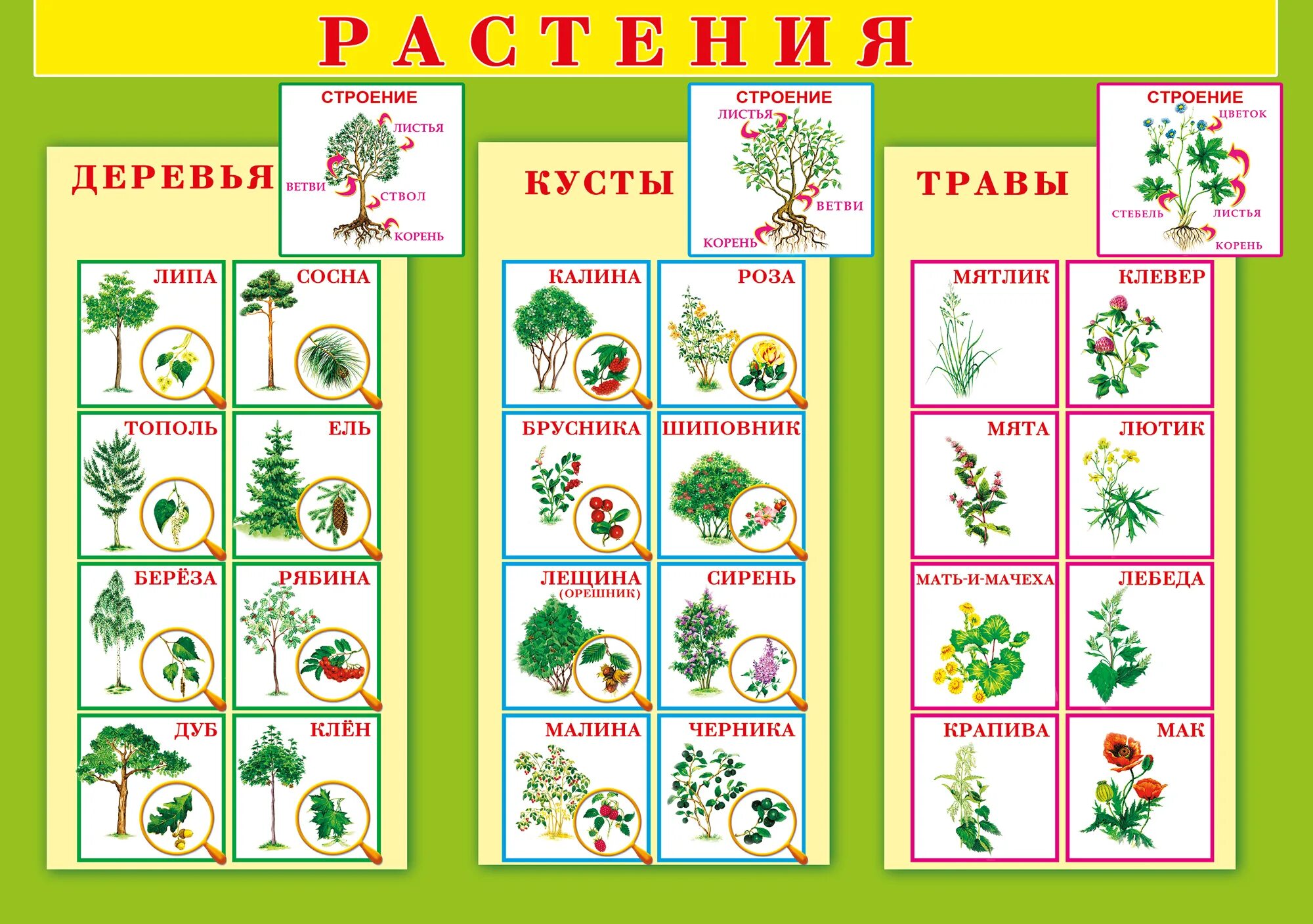 Год какого растения. Растения для дошкольников. Растительный мир для дошкольников. Кустарники для детей с названиями. Деревья кустарники травы.