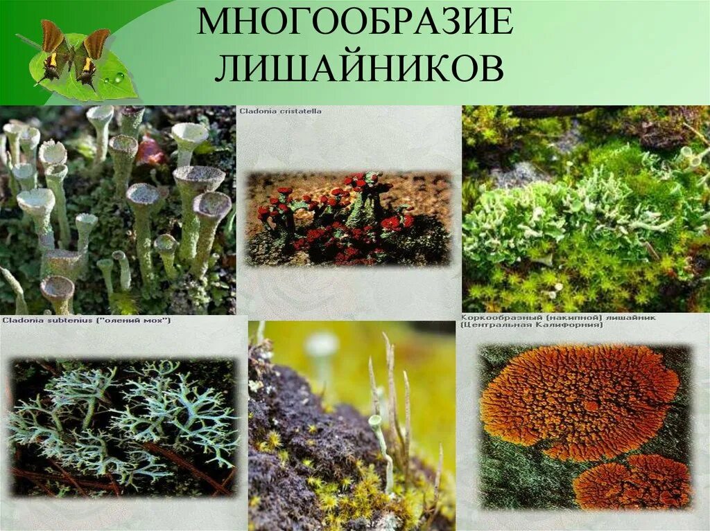 Царство лишайники примеры. Многообразие лишайников. "Лишайники - организмы "сфинксы",. Биологическое разнообразие лишайников. Многообразие лишайников 5 класс биология.