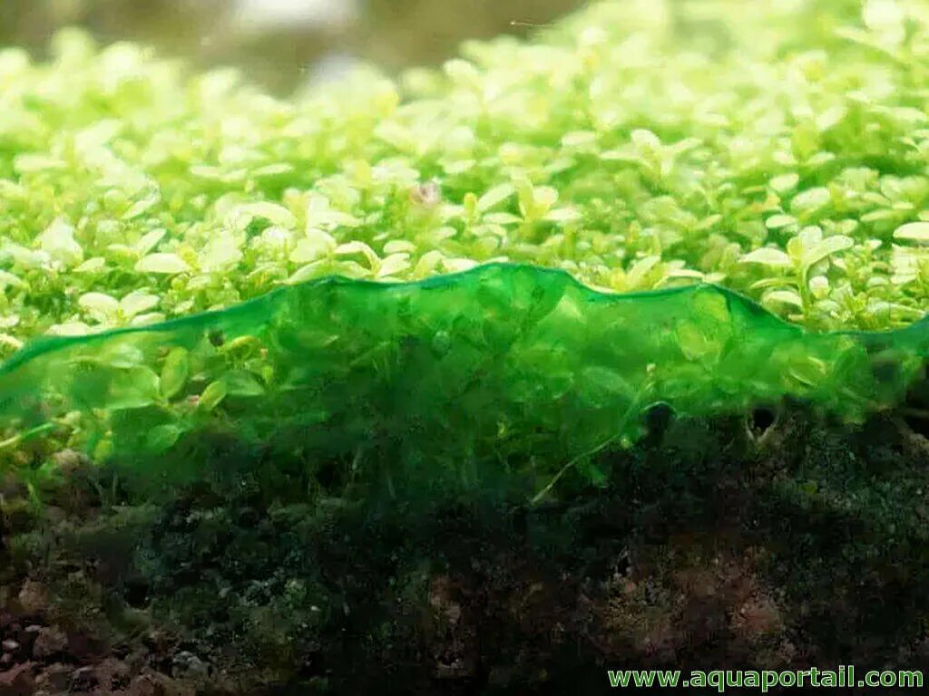 Зеленые водоросли в аквариуме как бороться. Зеленые водоросли в аквариуме как бороться. Сине зеленые в аквариуме. Кладофора водоросль. Синезеленые водоросли в аквариуме.