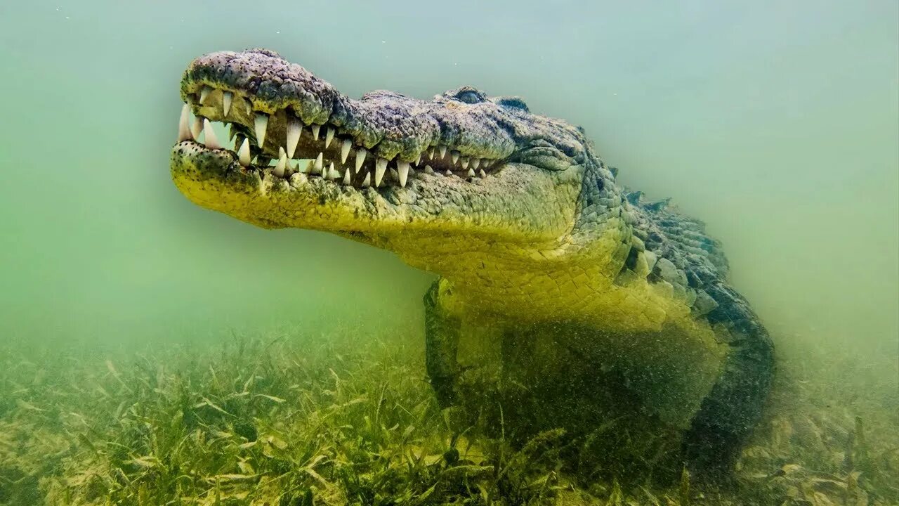 Animals in danger at present. Гребнистый крокодил. Крутой крокодил.