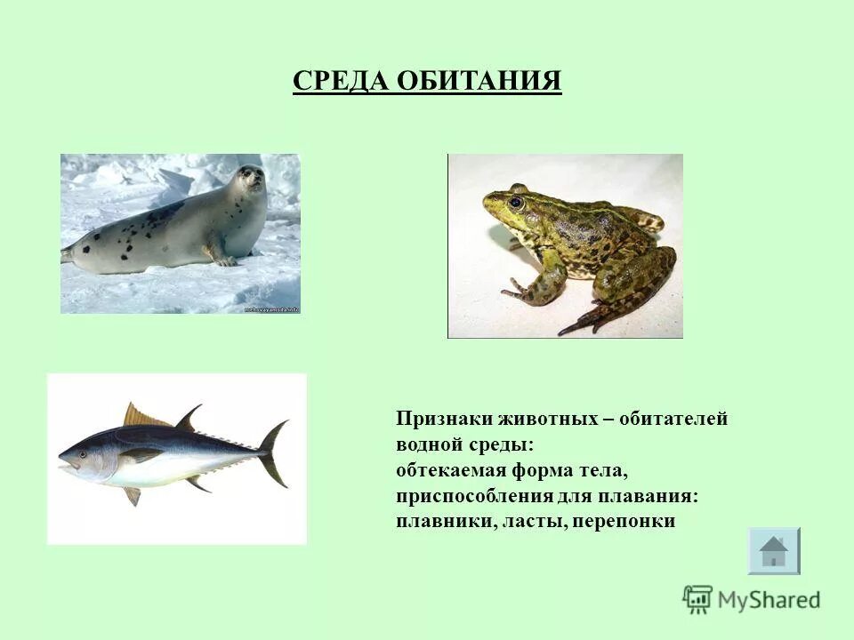 Определите среду обитания водных